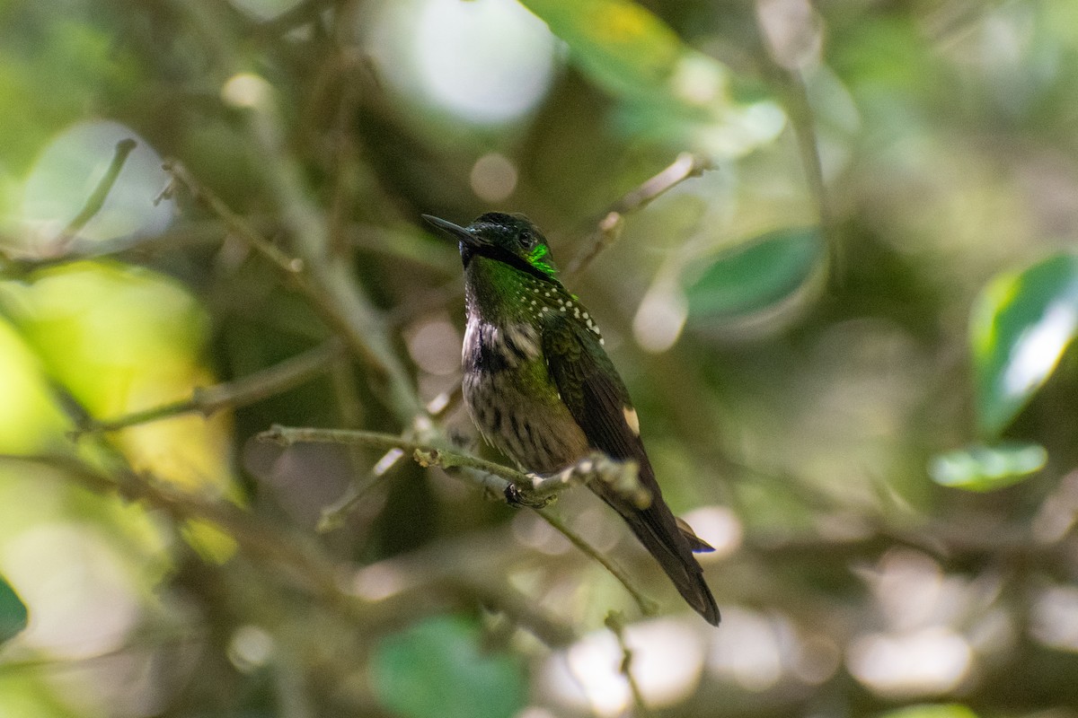 Festive Coquette - ML635456349