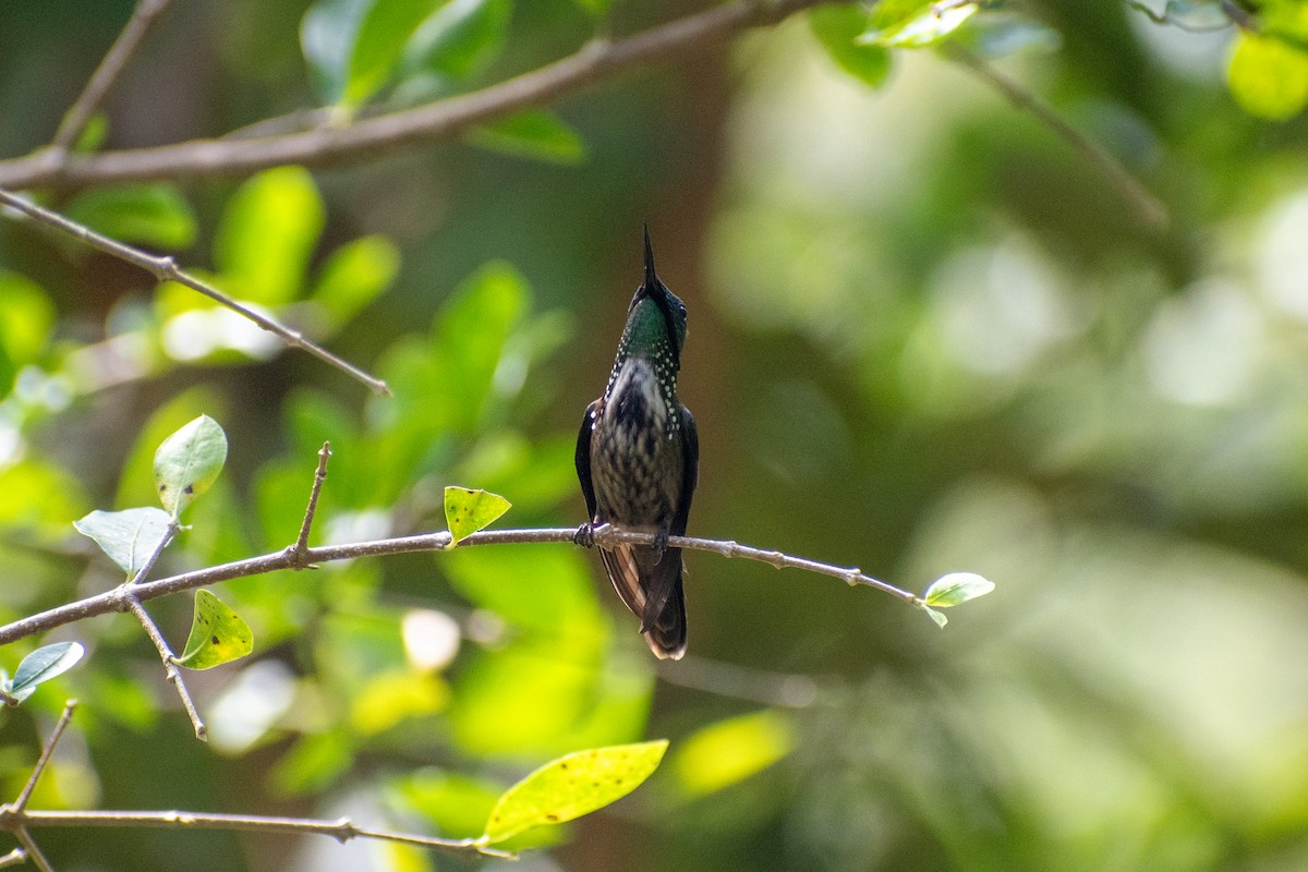 Festive Coquette - ML635456350