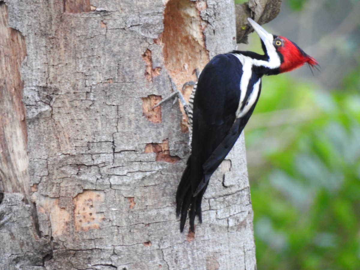 Crimson-crested Woodpecker - ML635456354