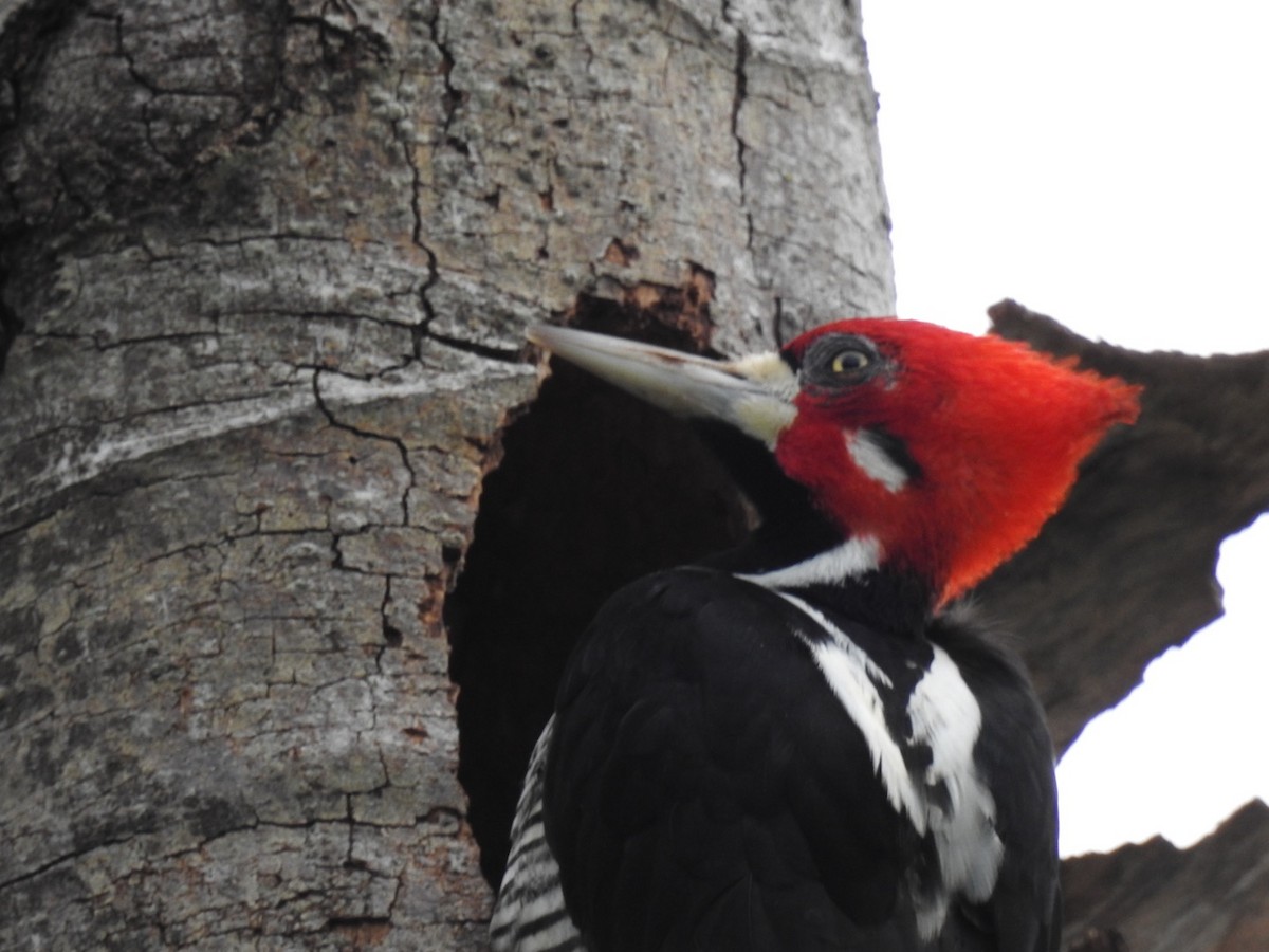 Crimson-crested Woodpecker - ML635456355
