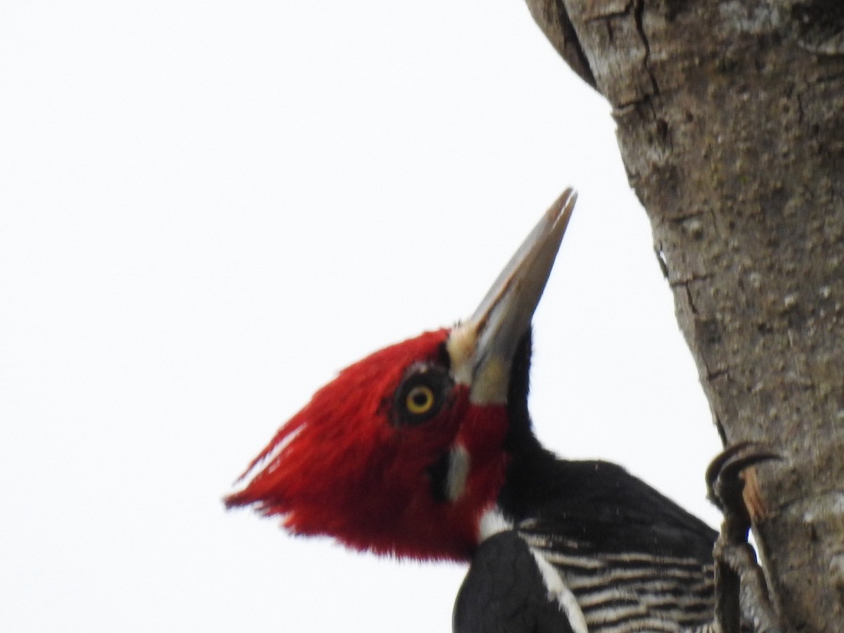 Crimson-crested Woodpecker - ML635456357