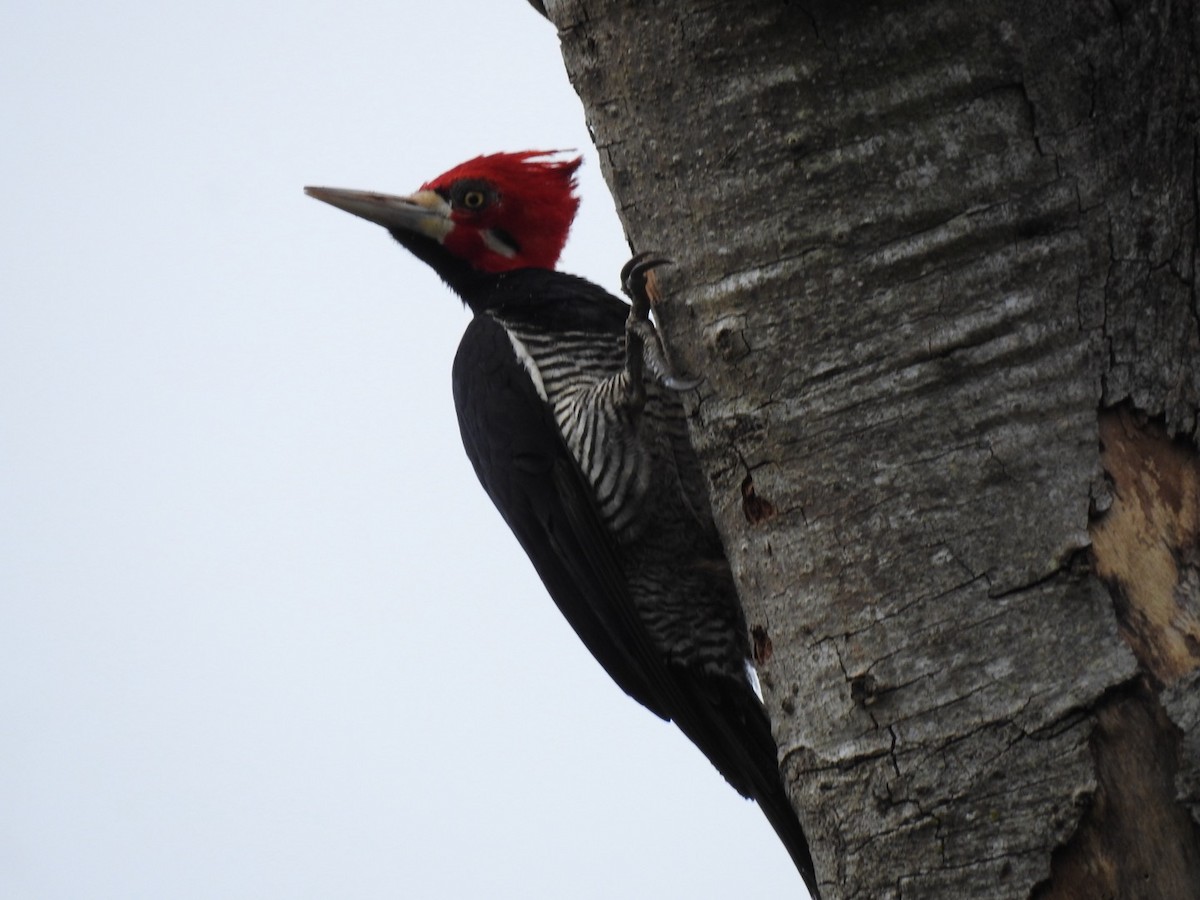 Crimson-crested Woodpecker - ML635456358