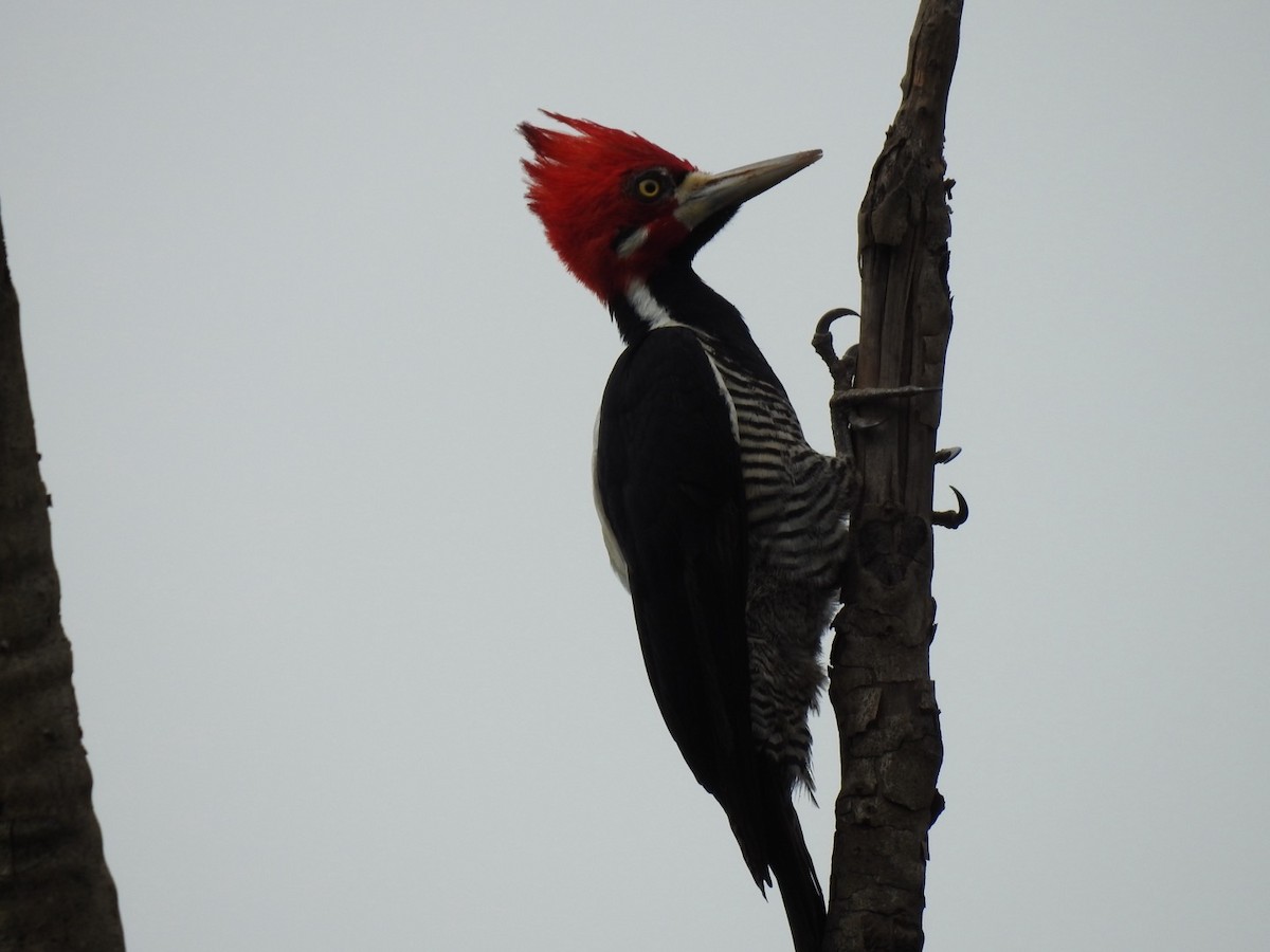 Crimson-crested Woodpecker - ML635456360