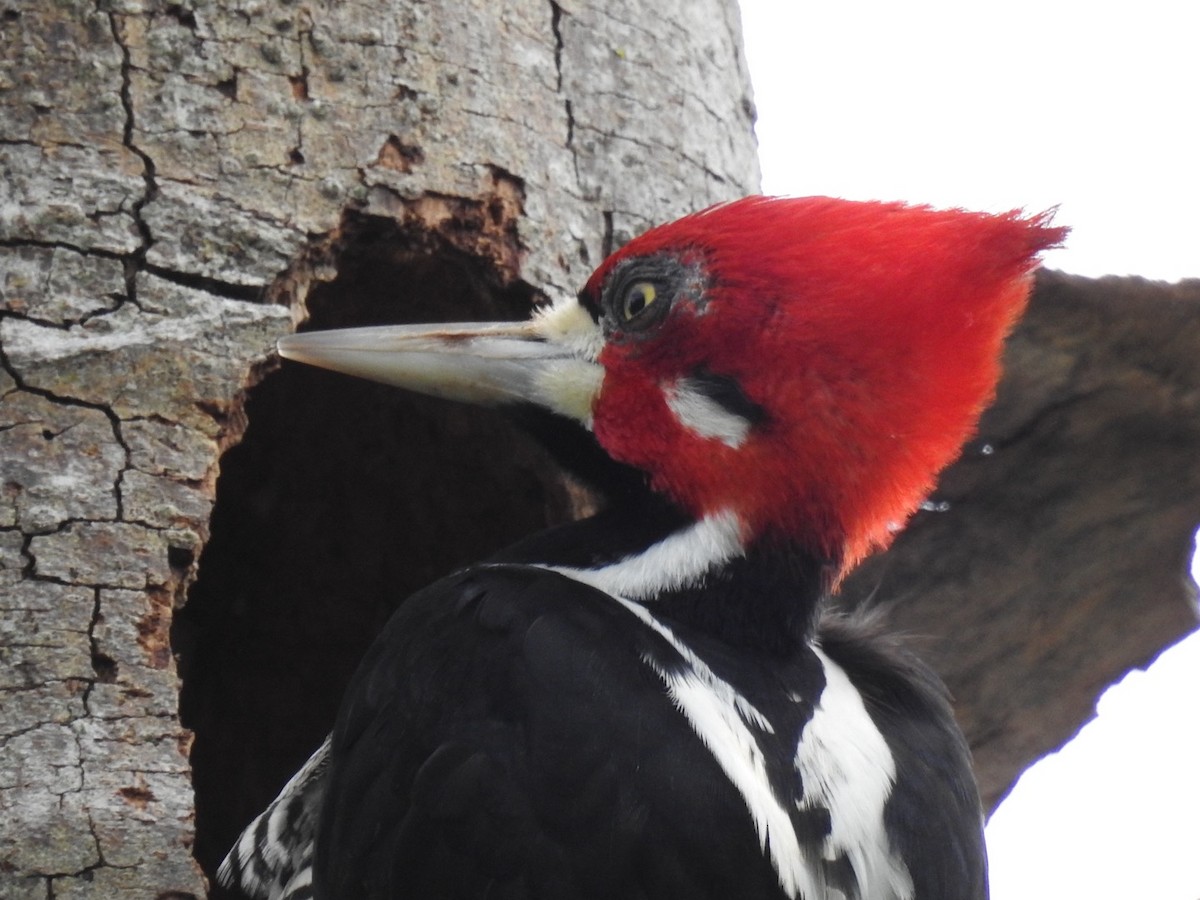 Crimson-crested Woodpecker - ML635456362