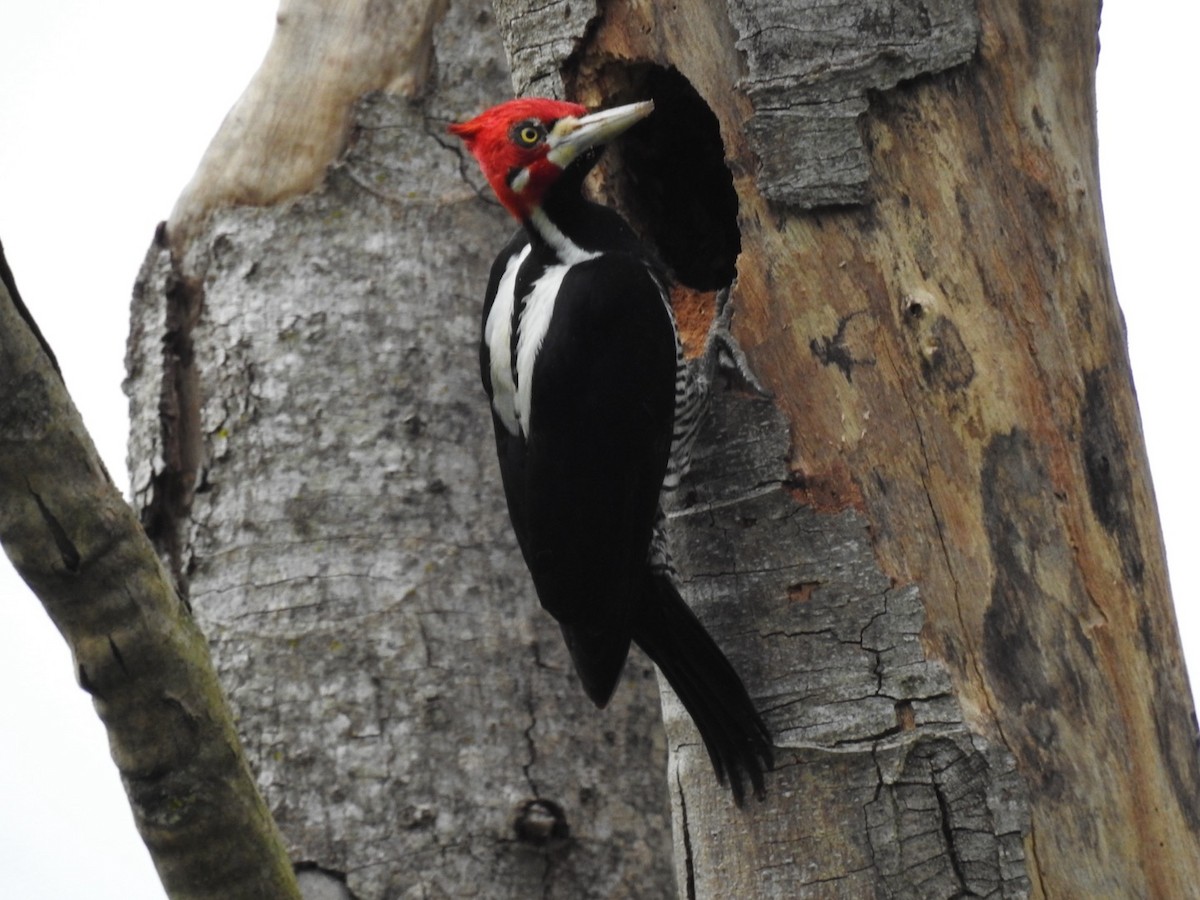 Crimson-crested Woodpecker - ML635456363