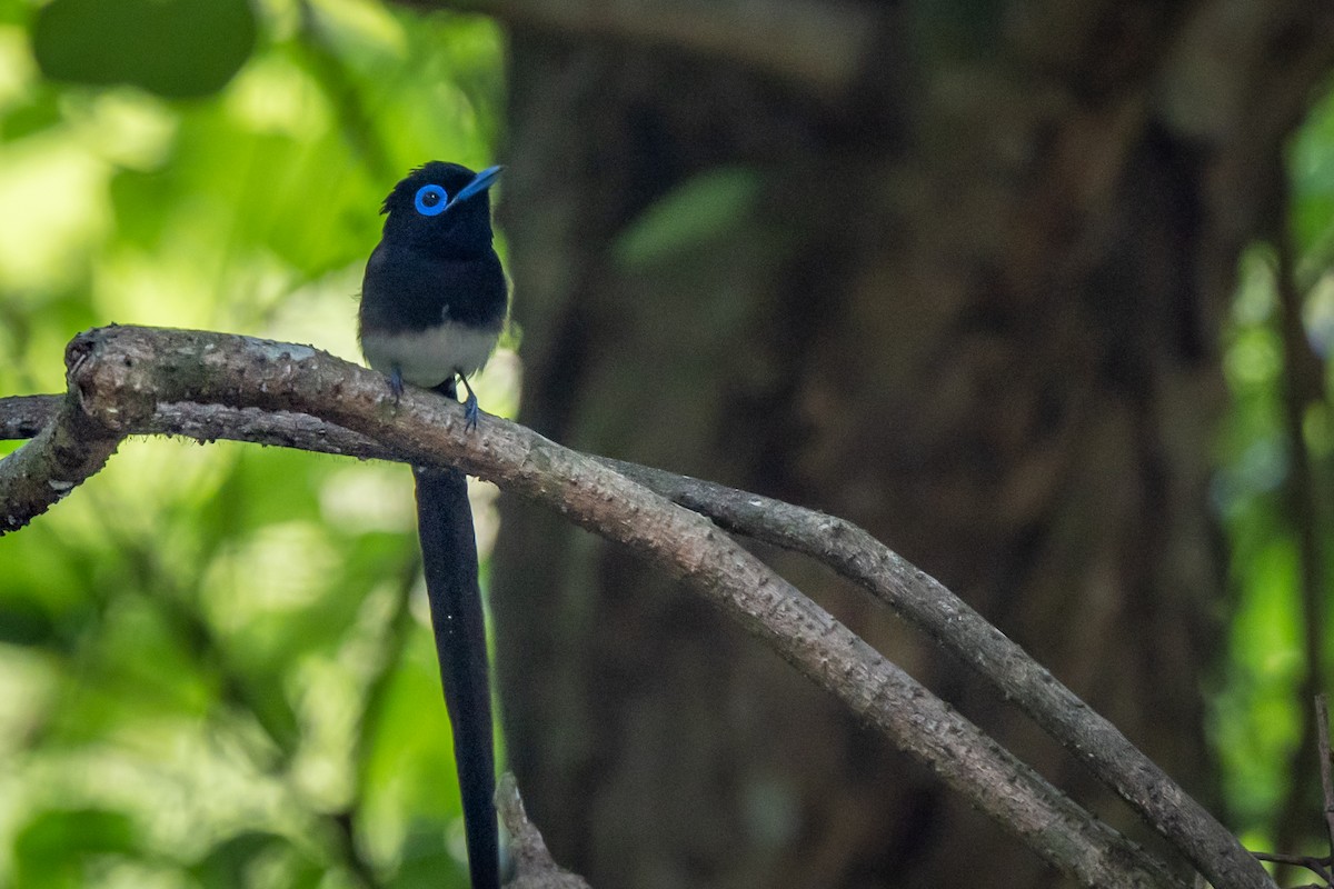 Black Paradise-Flycatcher - ML635456383