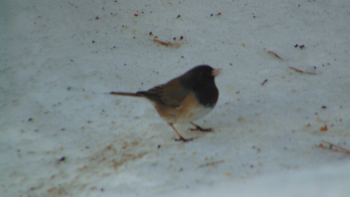 Dark-eyed Junco - ML635456411