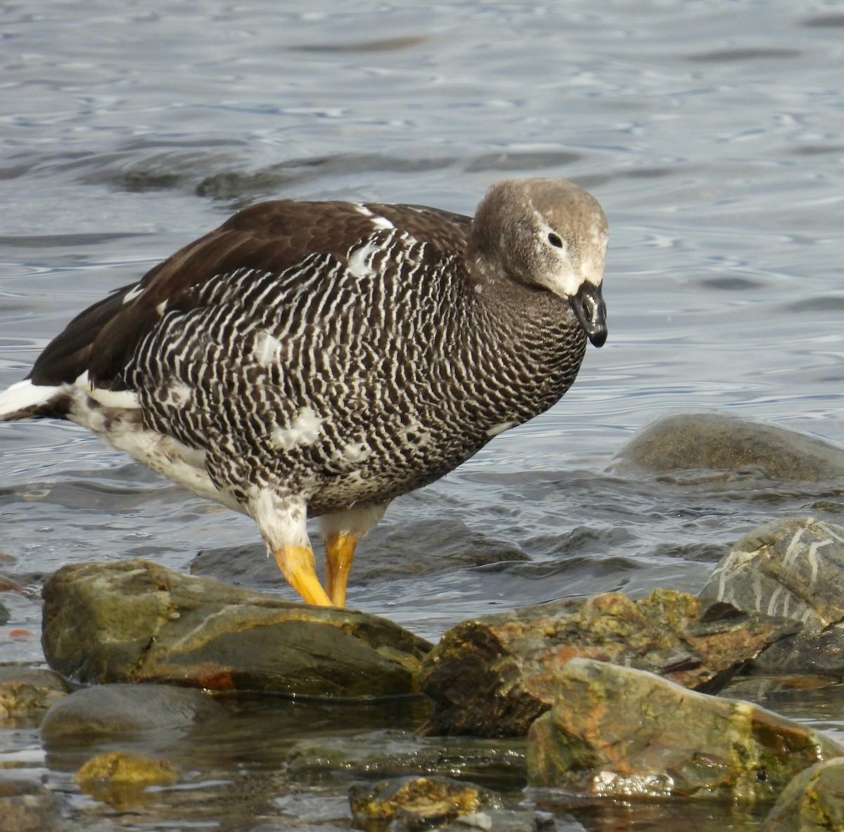 Kelp Goose - ML635456464