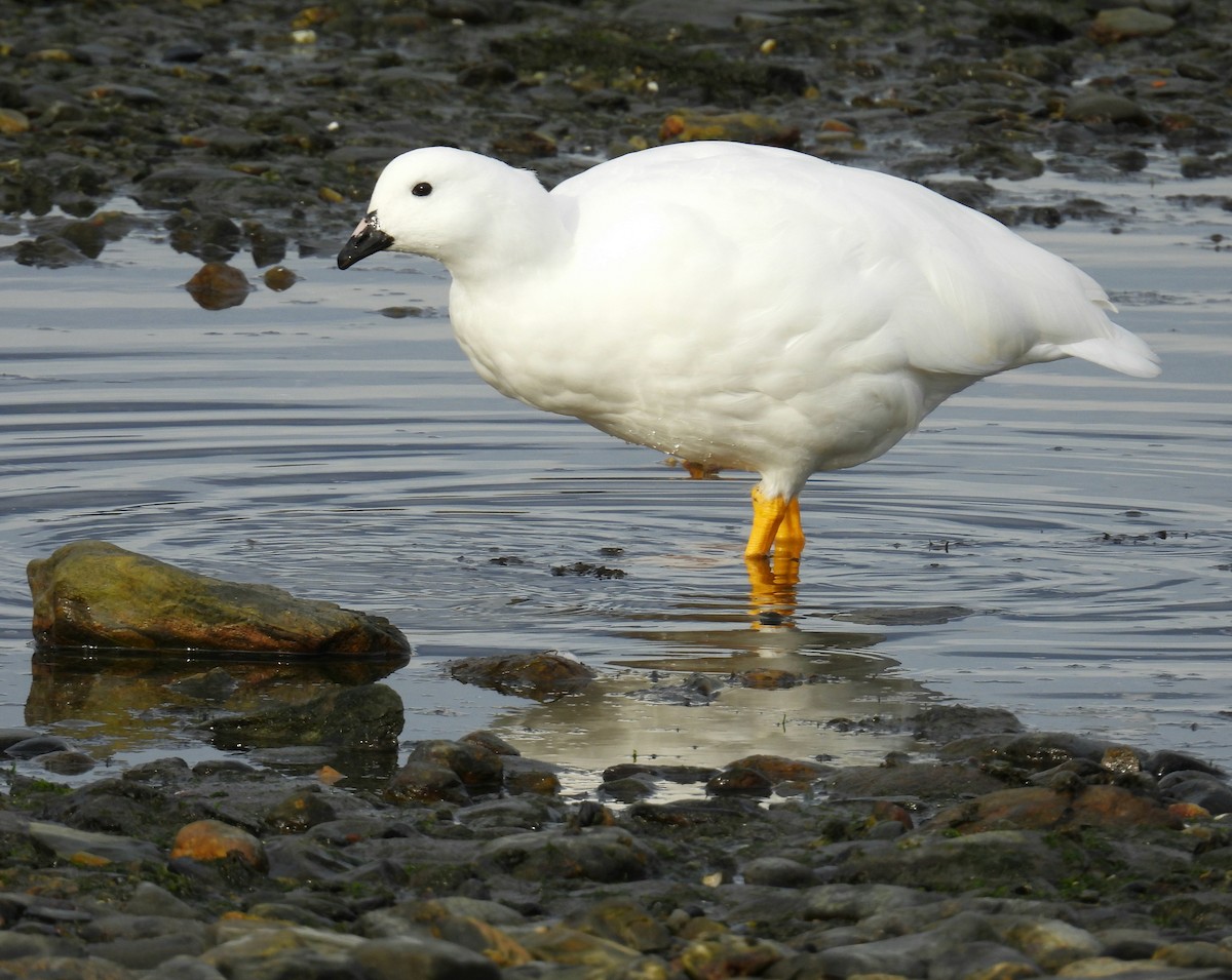 Kelp Goose - ML635456482