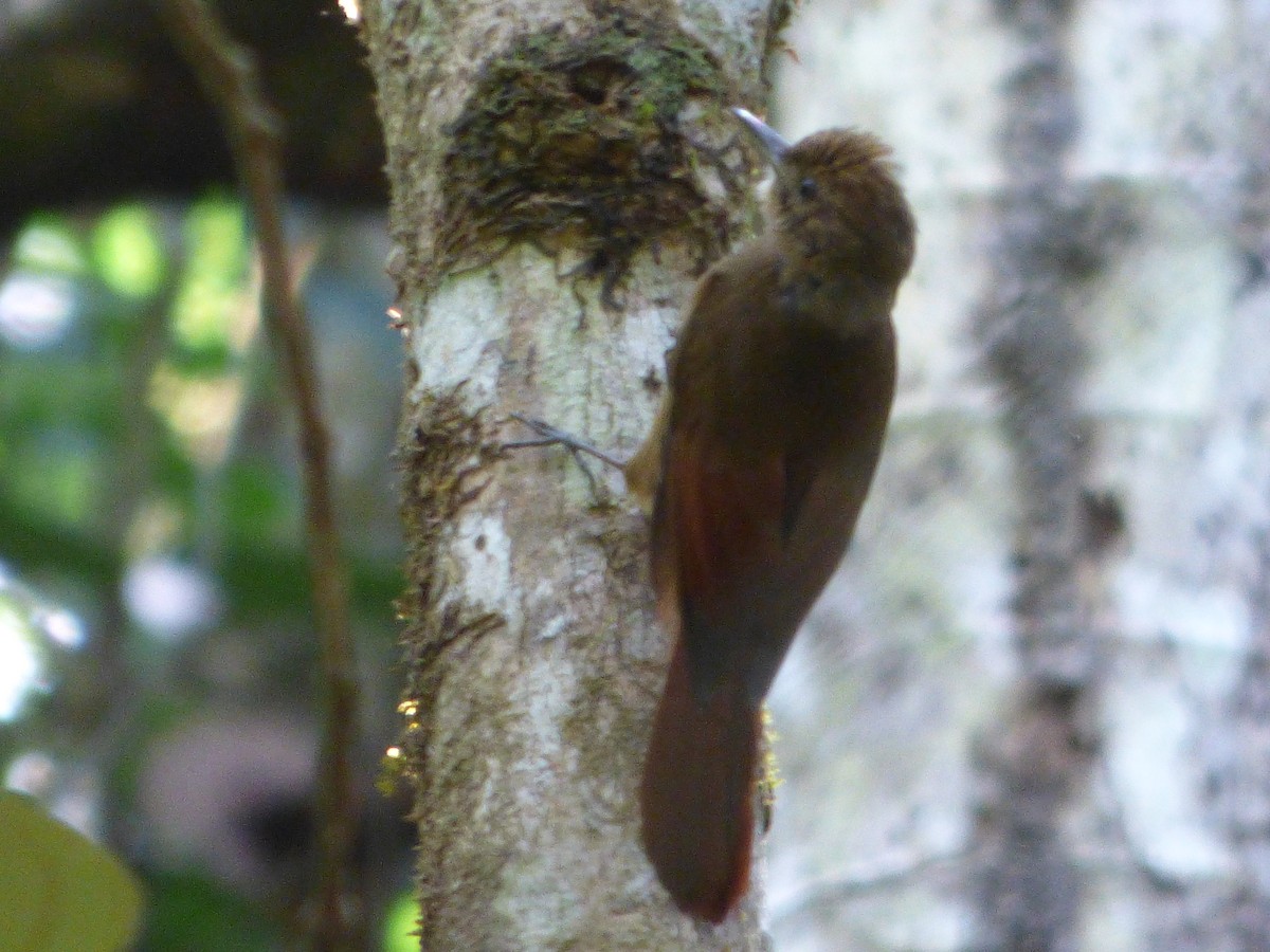 Plain-winged Woodcreeper - ML635456542