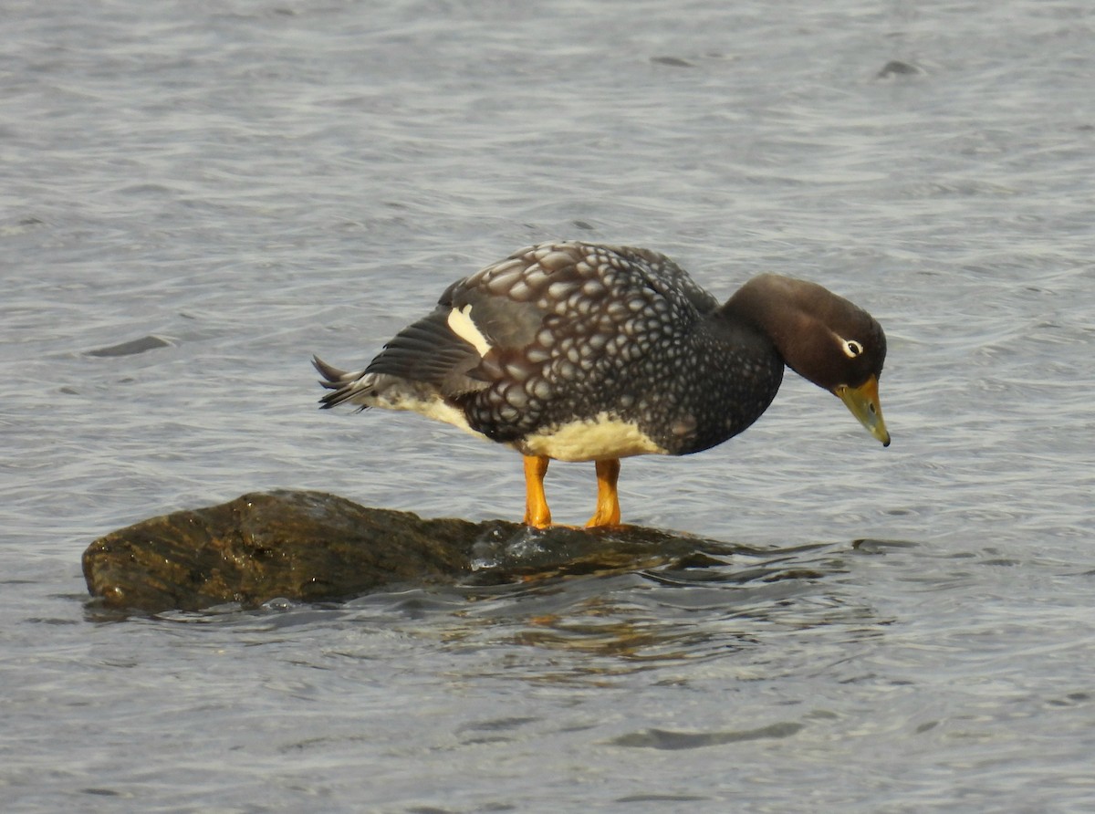 Flying Steamer-Duck - ML635456554
