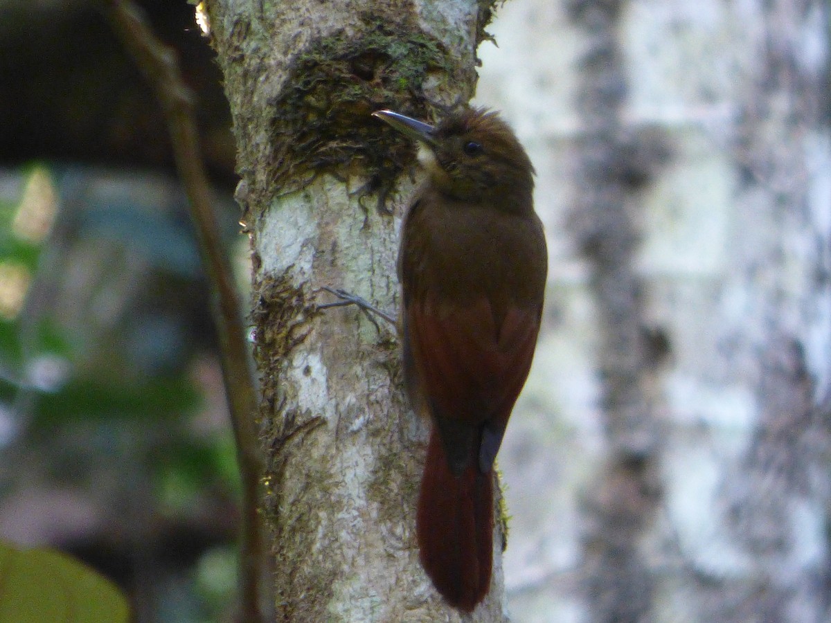 Plain-winged Woodcreeper - ML635456568