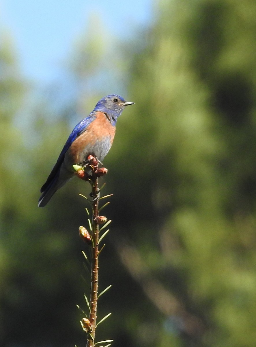 Western Bluebird - ML635456569