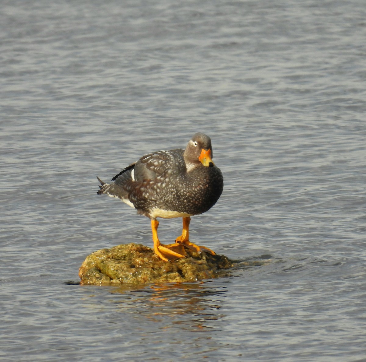Flying Steamer-Duck - ML635456598