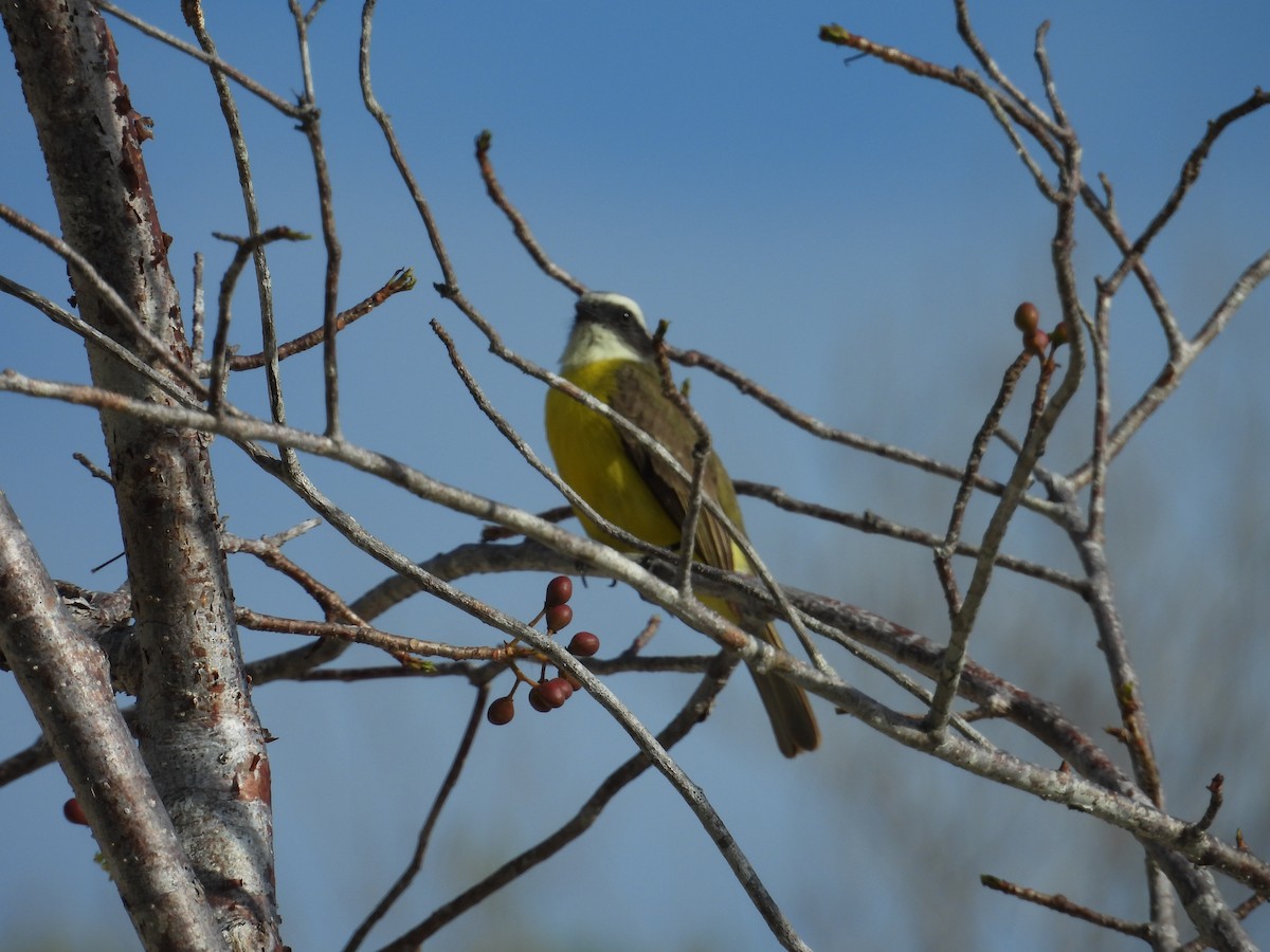 Social Flycatcher - ML635456618