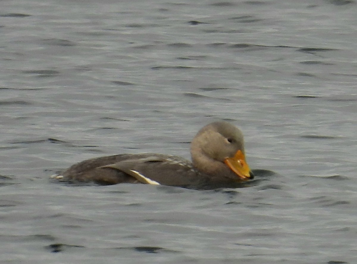 Flightless Steamer-Duck - ML635456632