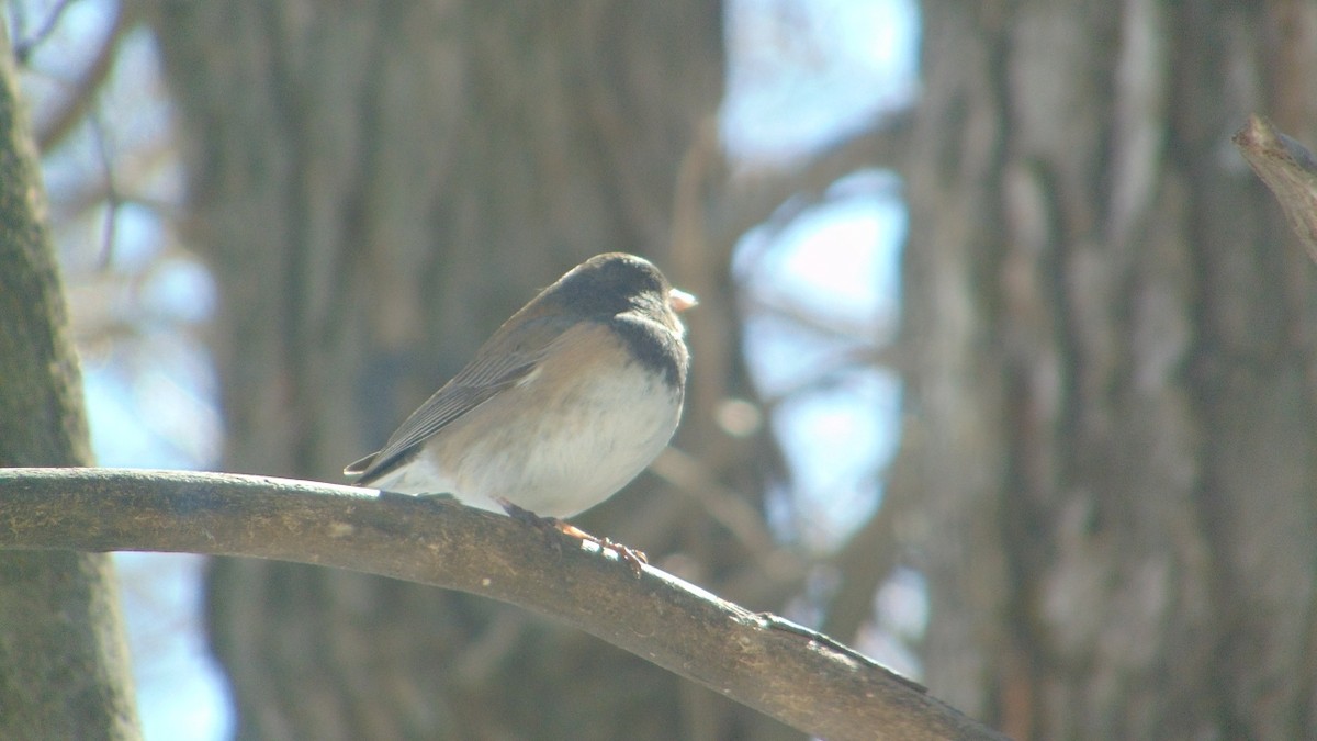 Dark-eyed Junco - ML635456647