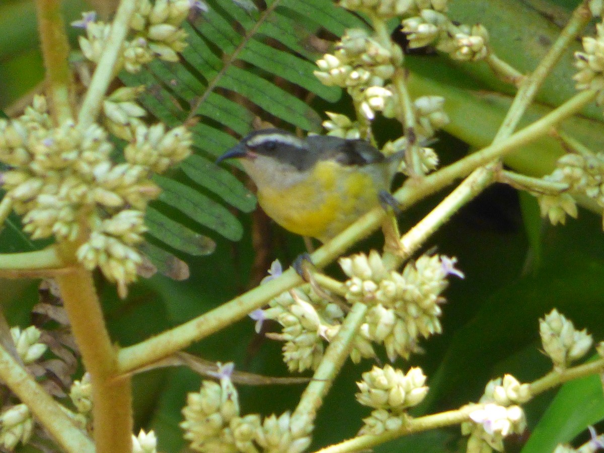 Bananaquit - ML635456648