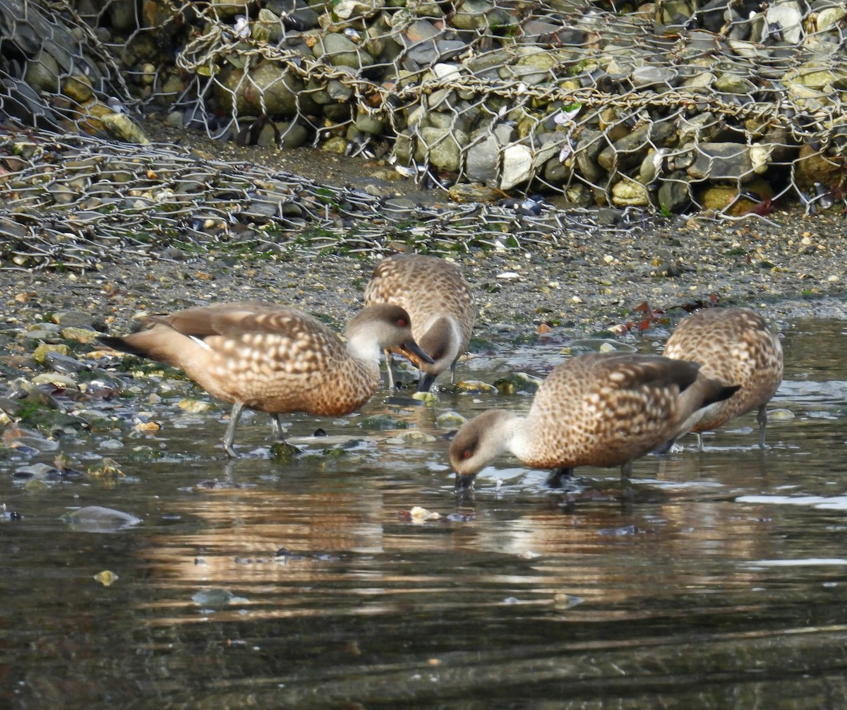 Crested Duck - ML635456656