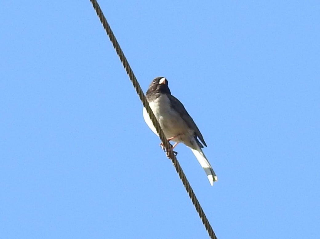 strnadec zimní [skupina oreganus] - ML635456673