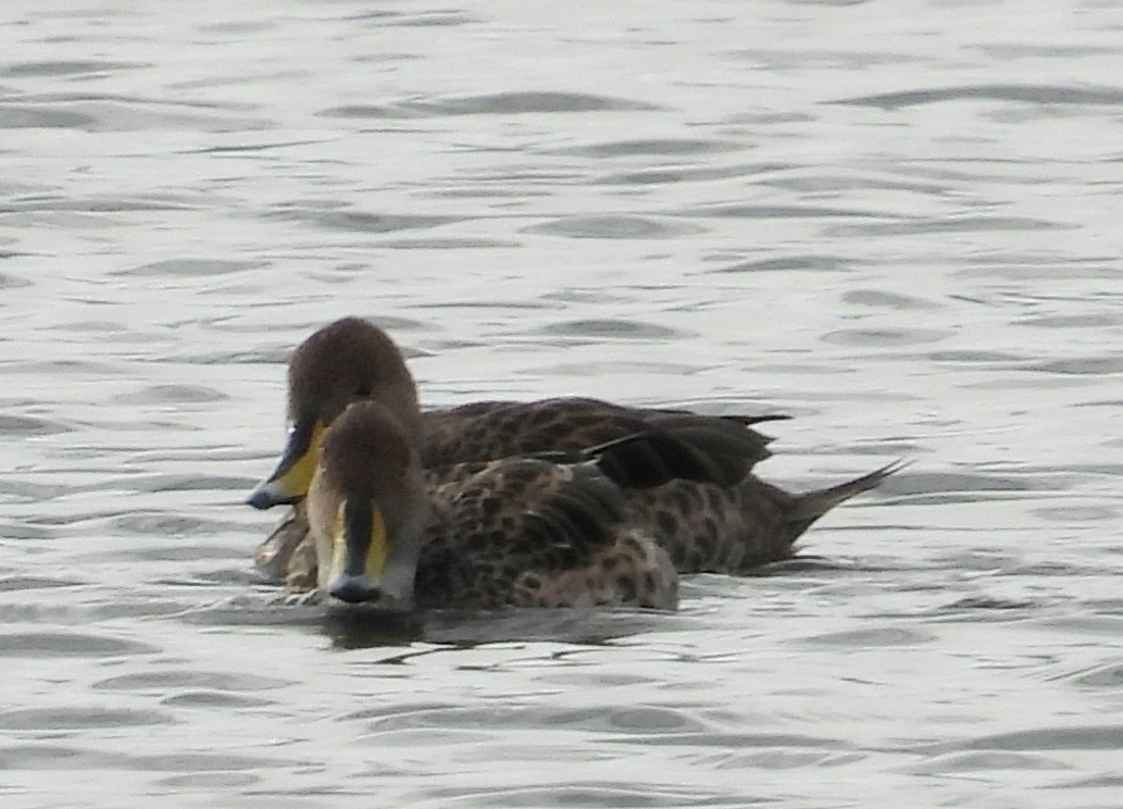 Yellow-billed Pintail - ML635456693