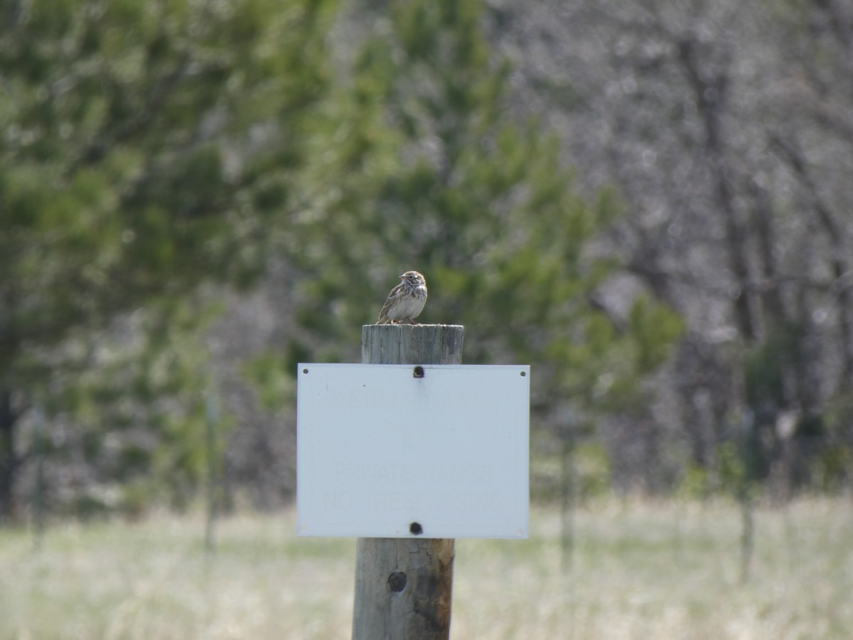 Vesper Sparrow - ML635456699