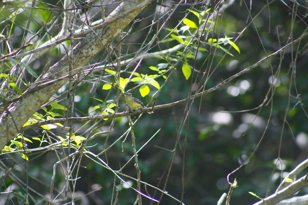 Pale-tipped Tyrannulet - ML635456701
