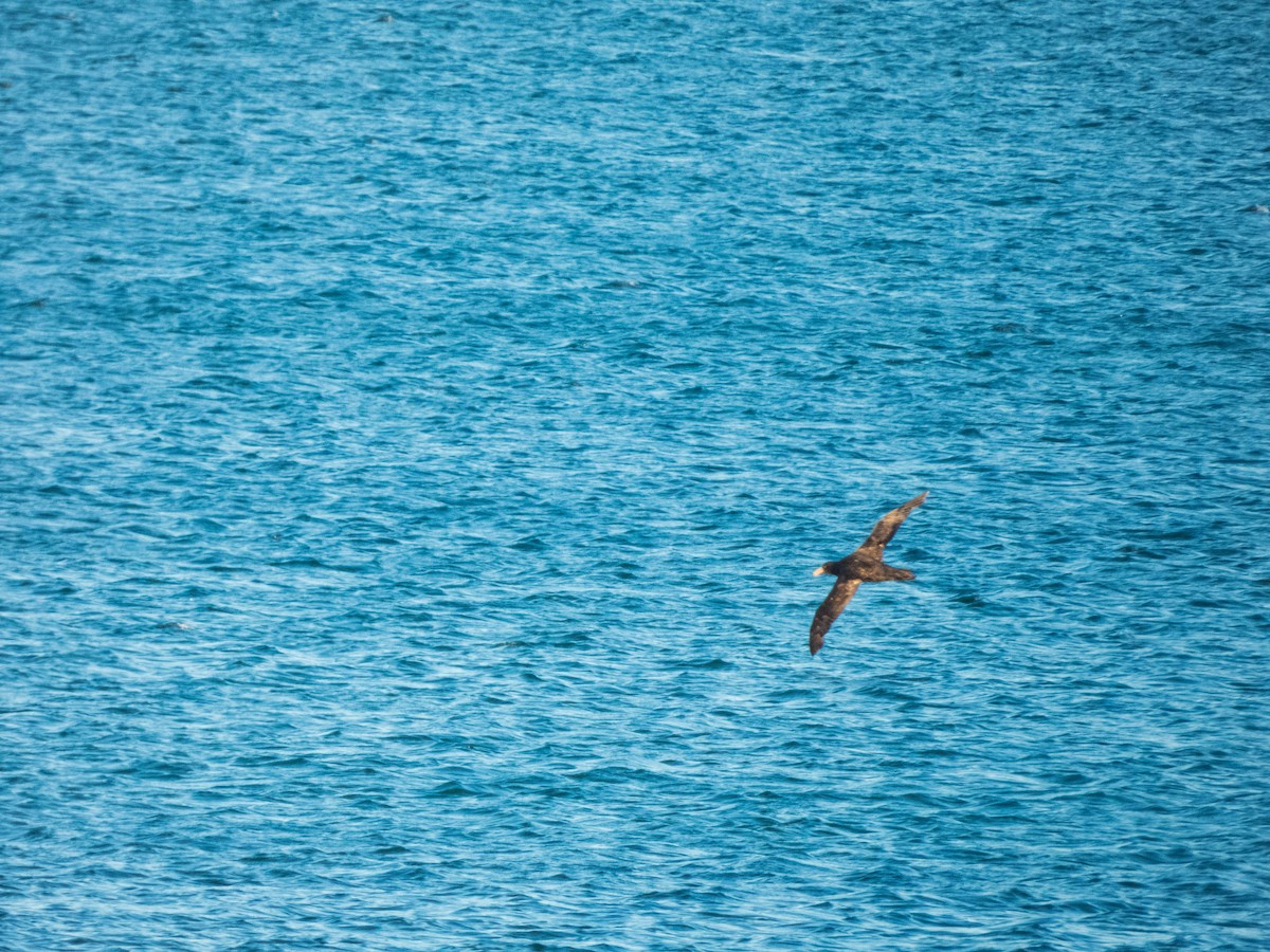 Southern Giant-Petrel - ML635456716