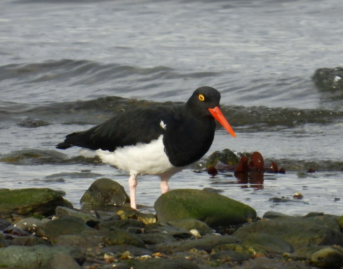 Magellanic Oystercatcher - ML635456725