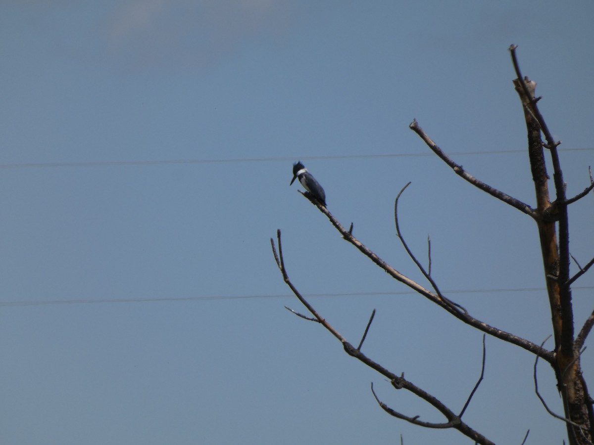 Belted Kingfisher - ML635456734