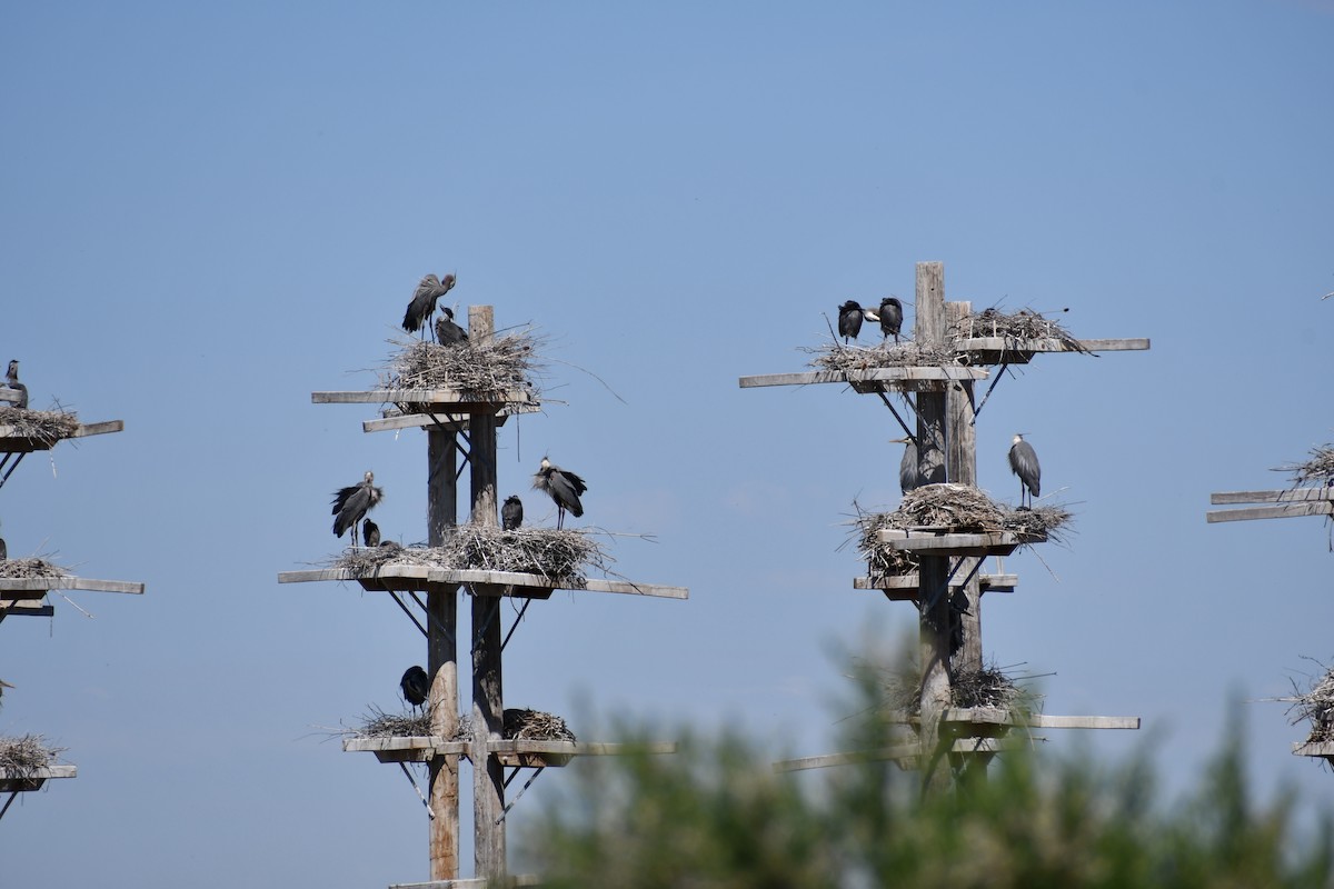 Great Blue Heron - ML635456742