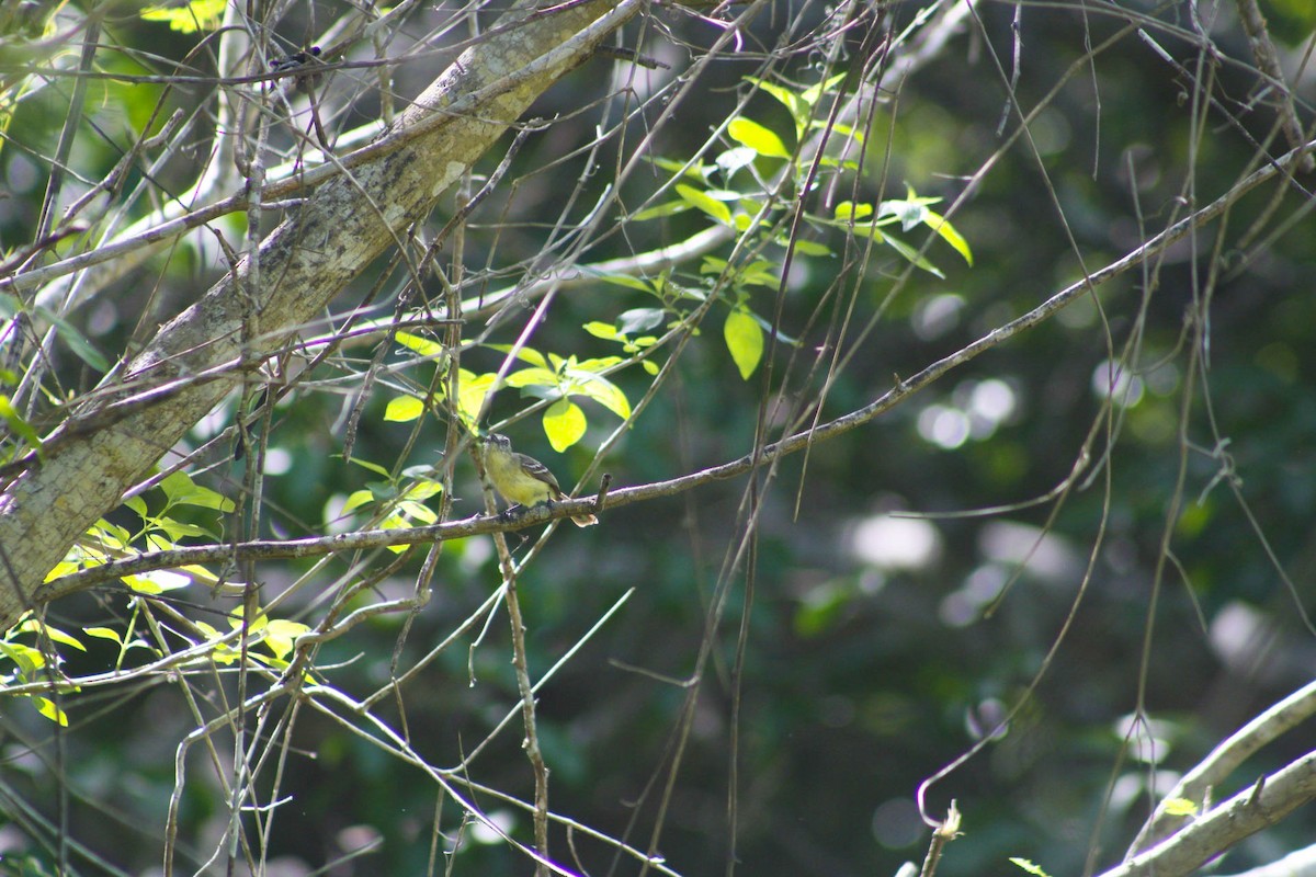 Pale-tipped Tyrannulet - ML635456744