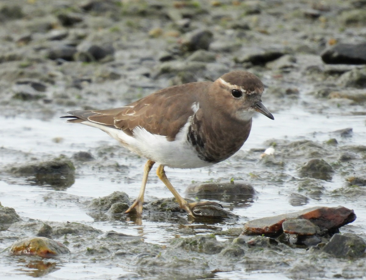Rufous-chested Dotterel - ML635456755