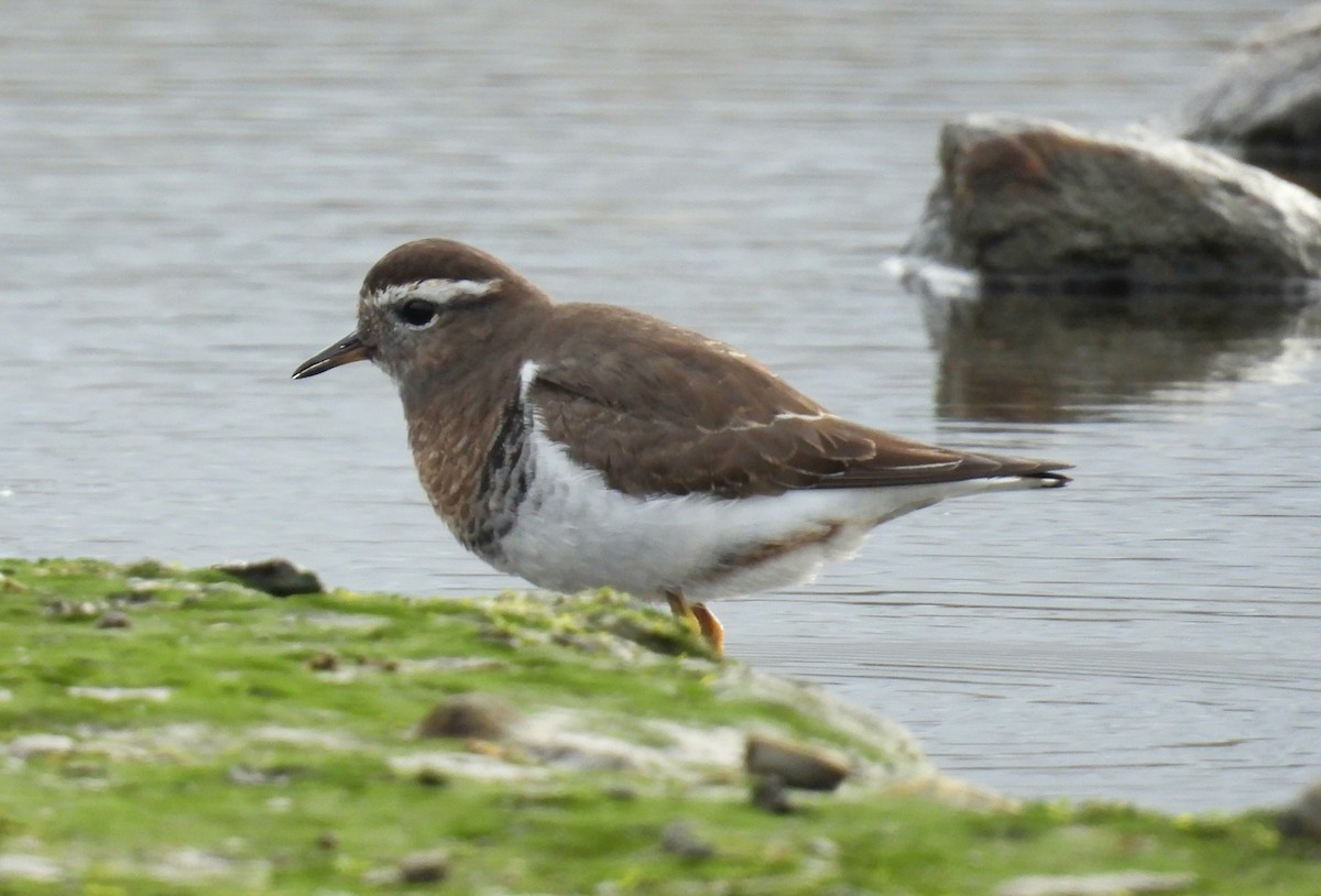 Rufous-chested Dotterel - ML635456777