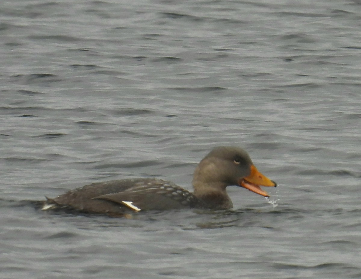 Flightless Steamer-Duck - ML635456801