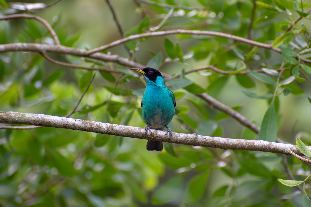 Green Honeycreeper - ML635456816