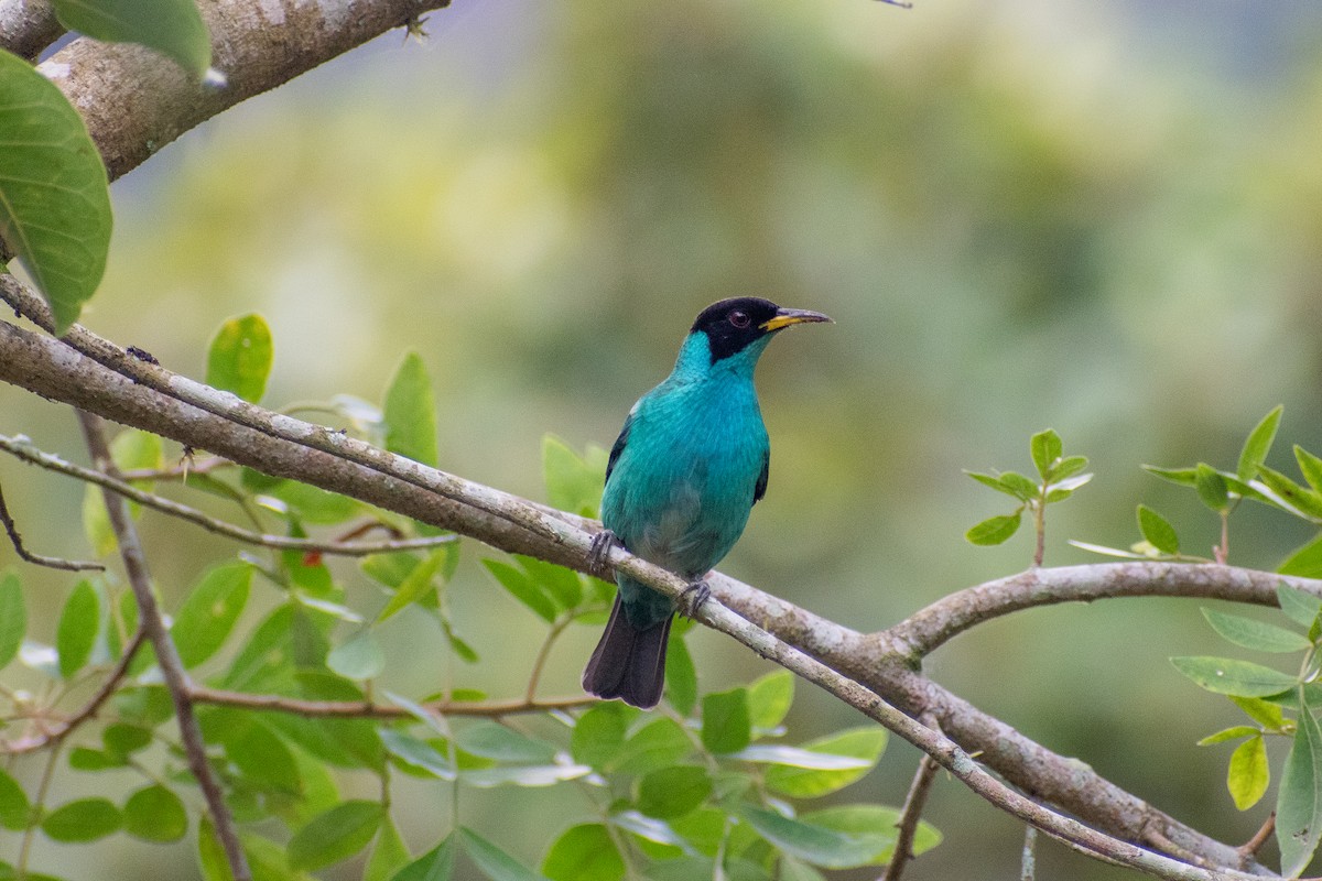 Green Honeycreeper - ML635456819