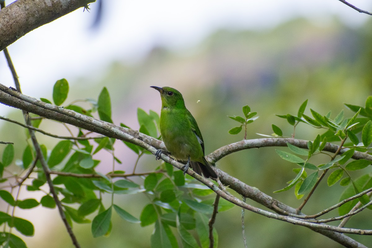 Green Honeycreeper - ML635456820
