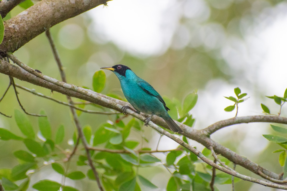 Green Honeycreeper - ML635456821