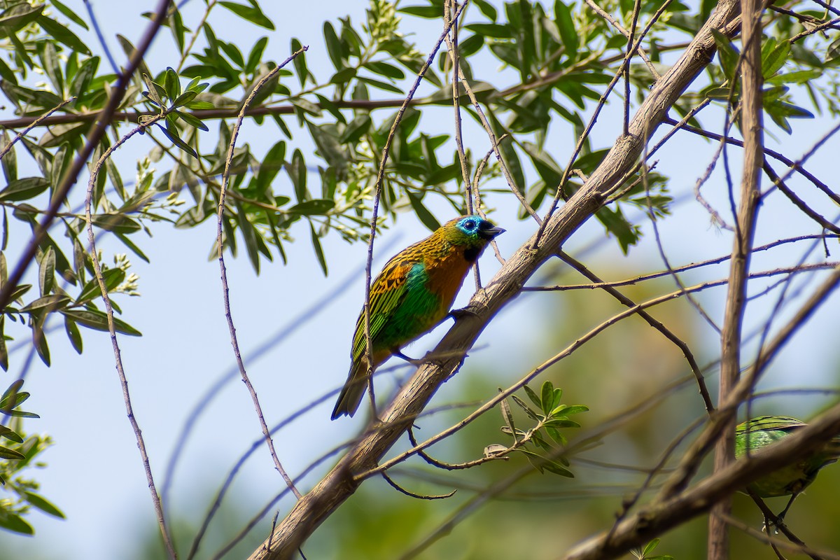 Brassy-breasted Tanager - ML635456893
