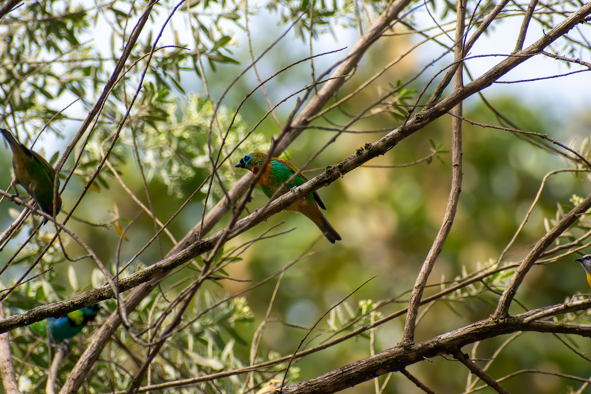 Brassy-breasted Tanager - ML635456894
