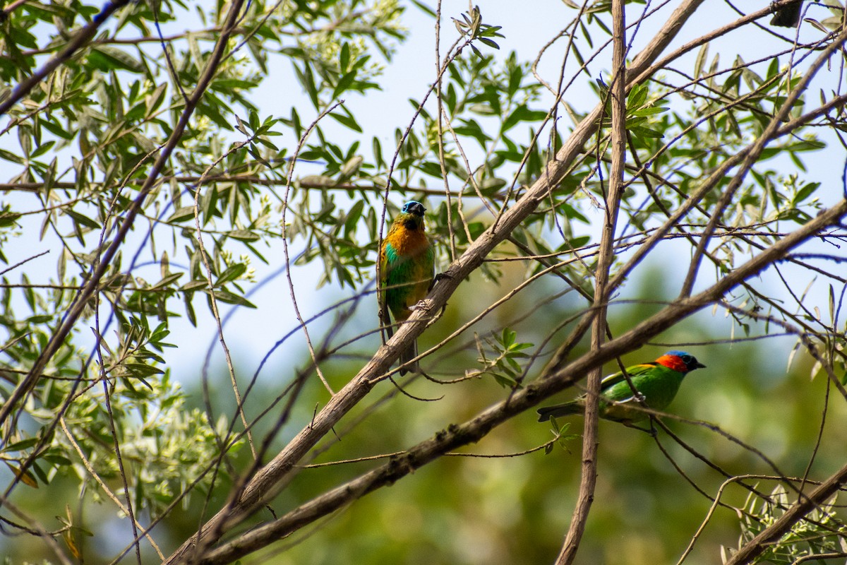 Brassy-breasted Tanager - ML635456895