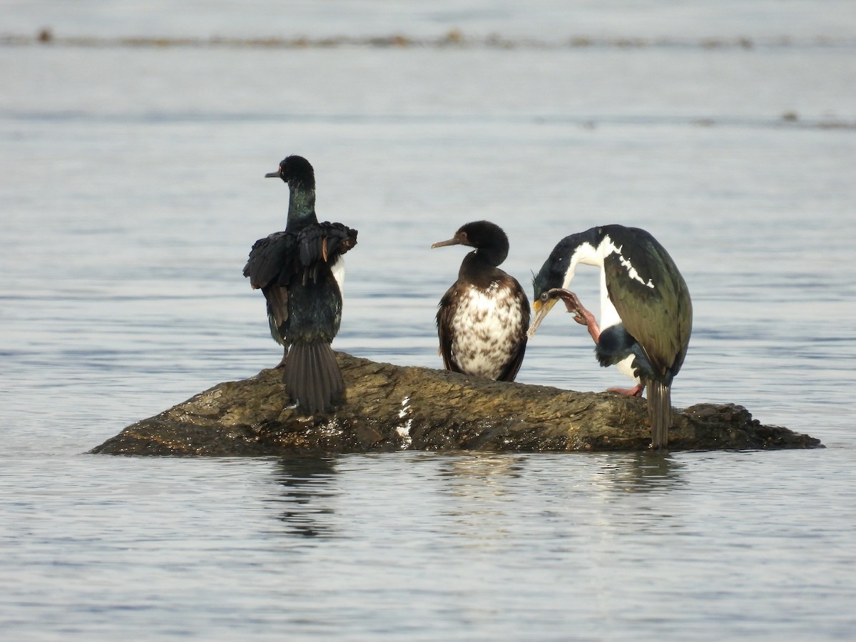 Magellanic Cormorant - ML635456921