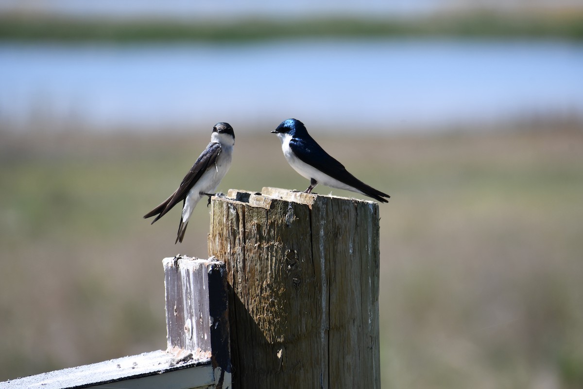 Tree Swallow - ML635456932