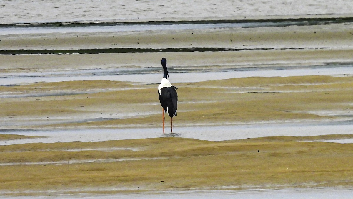 Black-necked Stork - ML635456961