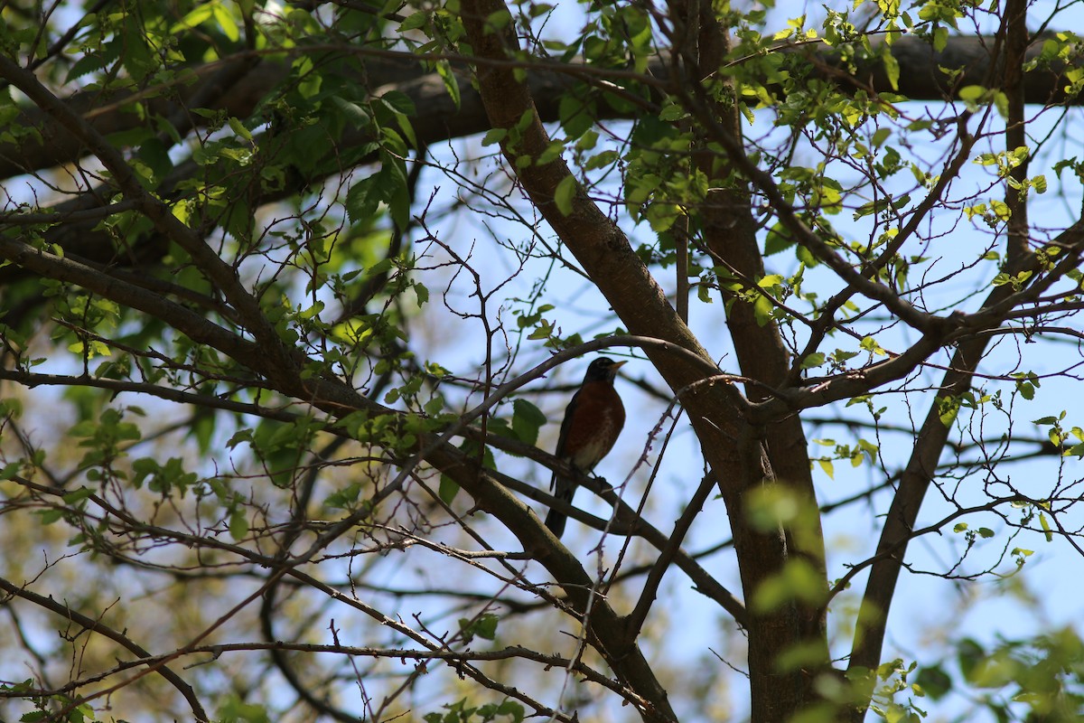 American Robin - ML635456965