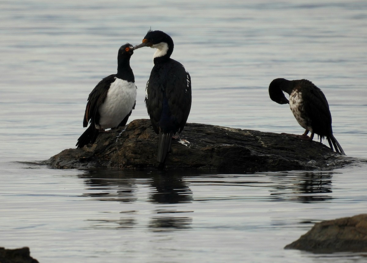Magellanic Cormorant - ML635457066