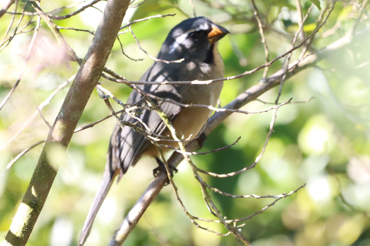 Thick-billed Saltator - ML635457098