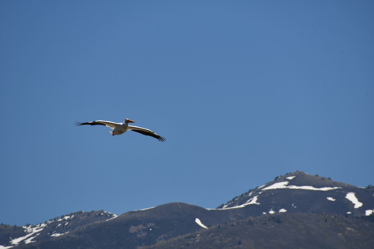 American White Pelican - ML635457112