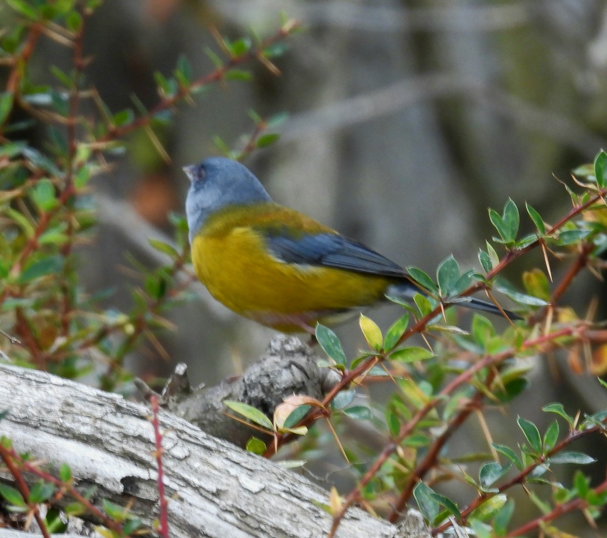 Patagonian Sierra Finch - ML635457122